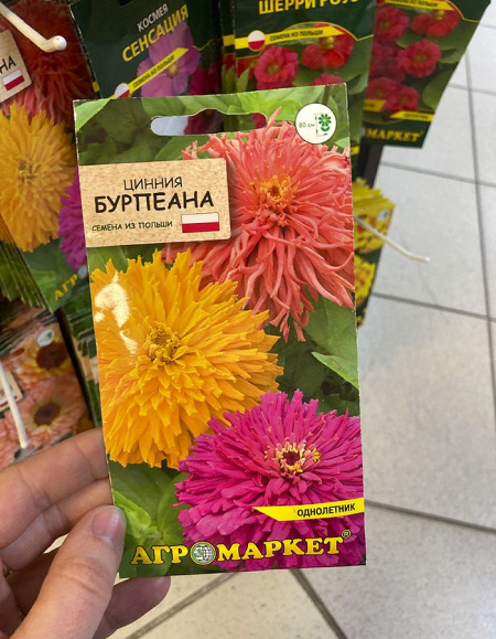 цинния Бурпеана 